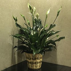 peace lily plant in a woven basket