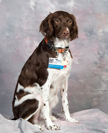 Copper animal assisted therapy