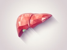 liver illustration